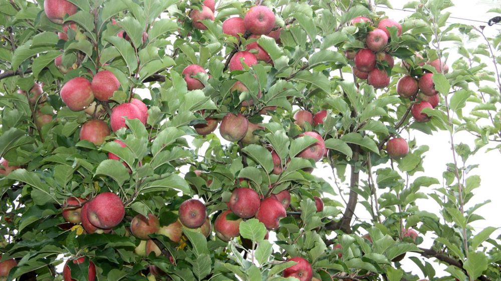 La Pologne a exporté 1,1 million de tonnes de pommes durant la campagne 2018-2019. © C. Dequidt